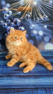 Продам персидське кошеня класичне