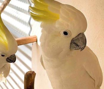 Доставкак Вам Красивий какаду, привчений до клітки. Продам недорого