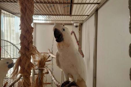 Доставкак Вам Красивий какаду, привчений до клітки. Продам недорого