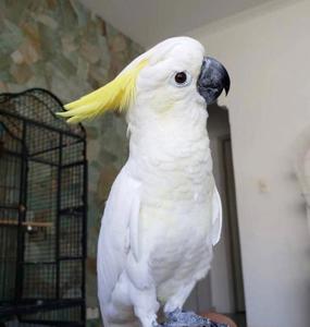 Доставка до Вас актуальн Молодий какаду, привчений до клітки. Доставка