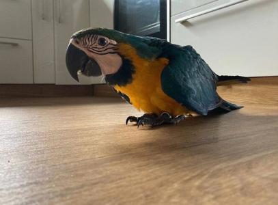 Продажа попугая Ара. Цена договорная