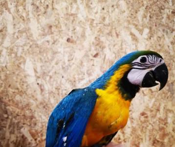 Продам красавца попугая Ара