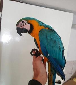 Пара попугаев Ара ищет новый дом. Цена договорная