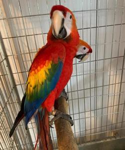 Продається молодий ара з клітини