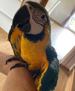 Продається розумний папуга Ара