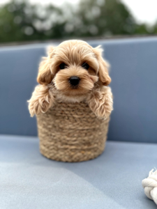 Maltipoo