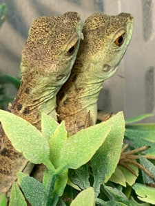 Василіск звичайний (Basiliscus plumifrons) Шлемоносний