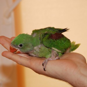 Олександрійський папуга викормиші, ручні пташенята