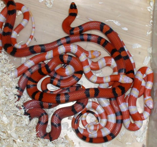 Молочная гондурасская змея (лат. Lampropeltis trangulum hondurensis)