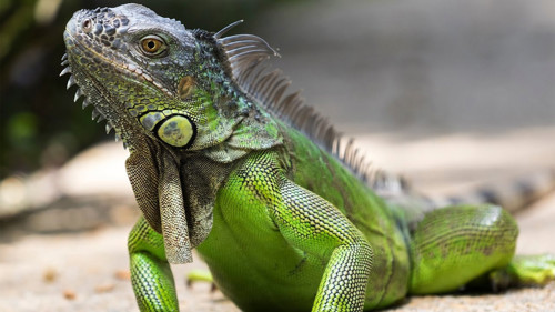 Зеленая игуана (Iguana iguana)