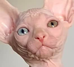 Эксклюзивный котенок канадский сфинкс белый с разными глазами.