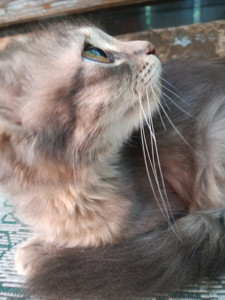 Продам Кошенят Породи Сибірська Кішка дівчинка та хлопчик