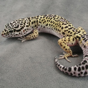 Еублефар або леопардовий гекон ящірка, ручний єублефар, ручная ящерица