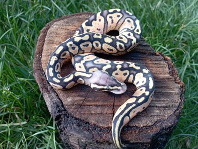 Самка королівського пітона. Python regius. FIREFLY LESSER