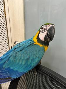 Папуга-інтелект, синьо-жовтий ара