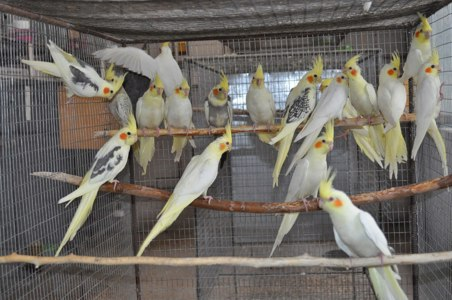 Папуга корелла, пташенята молоді грайливі, доставка по Украині, клітки усі товари для птахів