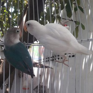 Экзотические попугаи:неразлучники
