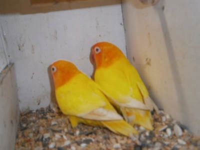 Попугай неразлучник птенцы 1.5-2 месяца