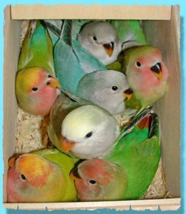 Экзотические попугаи:неразлучники
