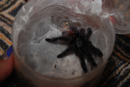 тарантул Avicularia versicolor (Авикулярия версиколор) птицеед