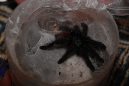 тарантул Avicularia versicolor (Авикулярия версиколор) птицеед