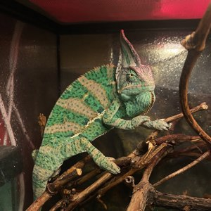 Єменьский хамелеон, зелений хамелеон