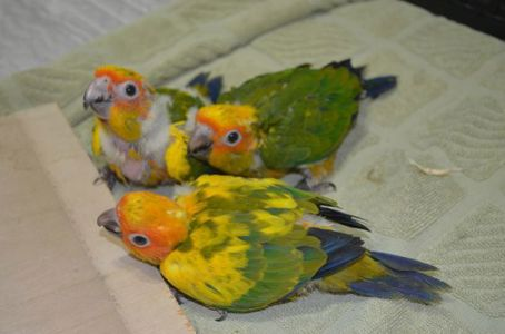 Солнечная аратинга попугай для всей семьи - докормыши