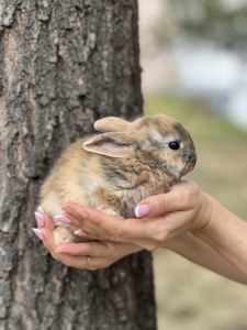 Елітні карликові декоративні кролики