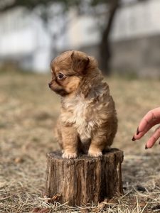 Довгошорстий золотавий хлопчик