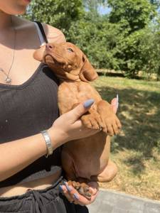 Цуценята угорської вижли. Хлопчики і дівчинка