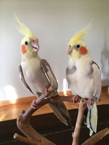 Корелла ручной домашний попугай - Перловые, Сорока, Лютино